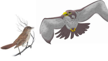 El halcón y el ruiseñor - Fábulas de Esopo